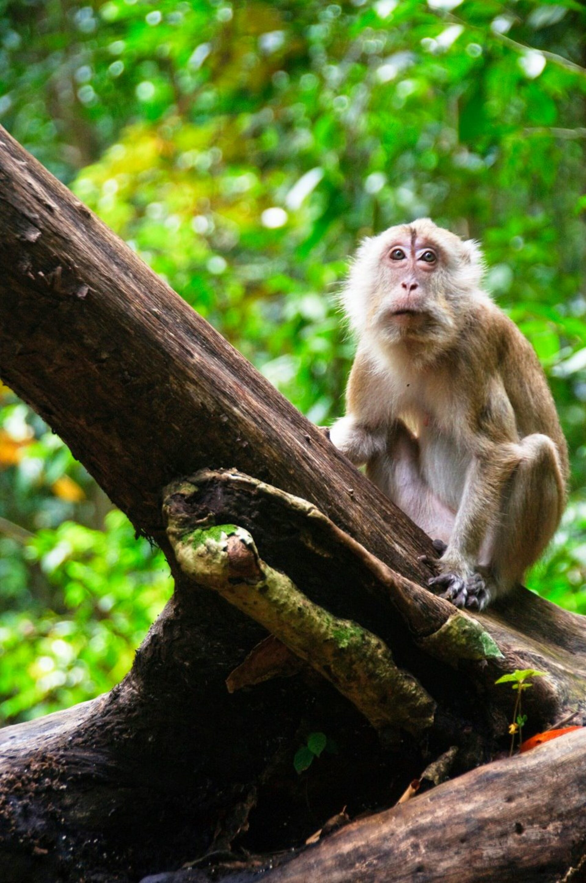 Arnawa Hotel Pangandaran Rondreis Indonesia Vakantie Original Asia