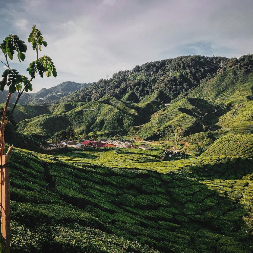 Cameron Highlands Resort Perak Rondreis Malaysia Vakantie Original Asia