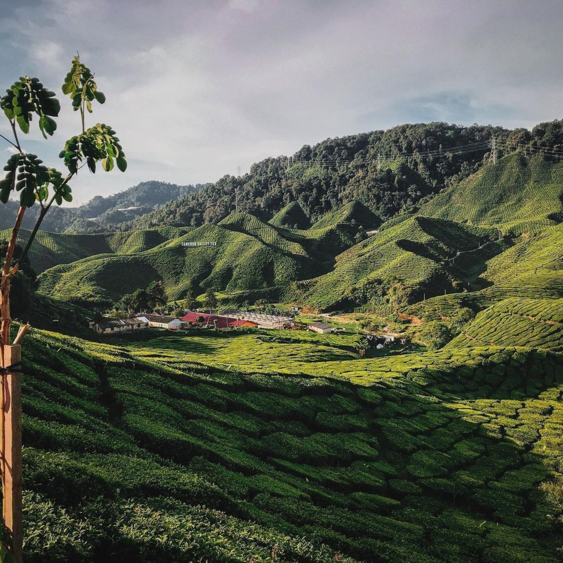 Cameron Highlands Resort Perak Rondreis Malaysia Vakantie Original Asia
