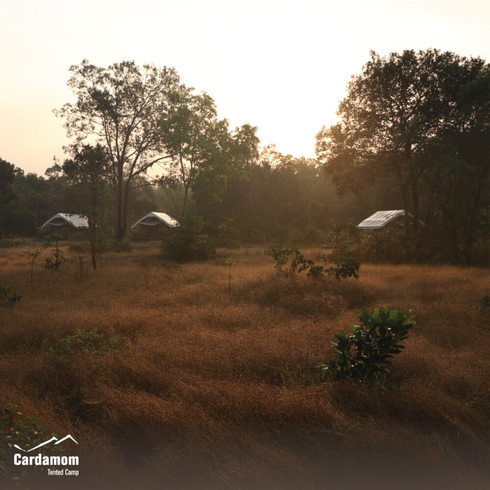 Cardamom Tentend Camp Cardamom Mountain Rondreis Cambodja Original Asia