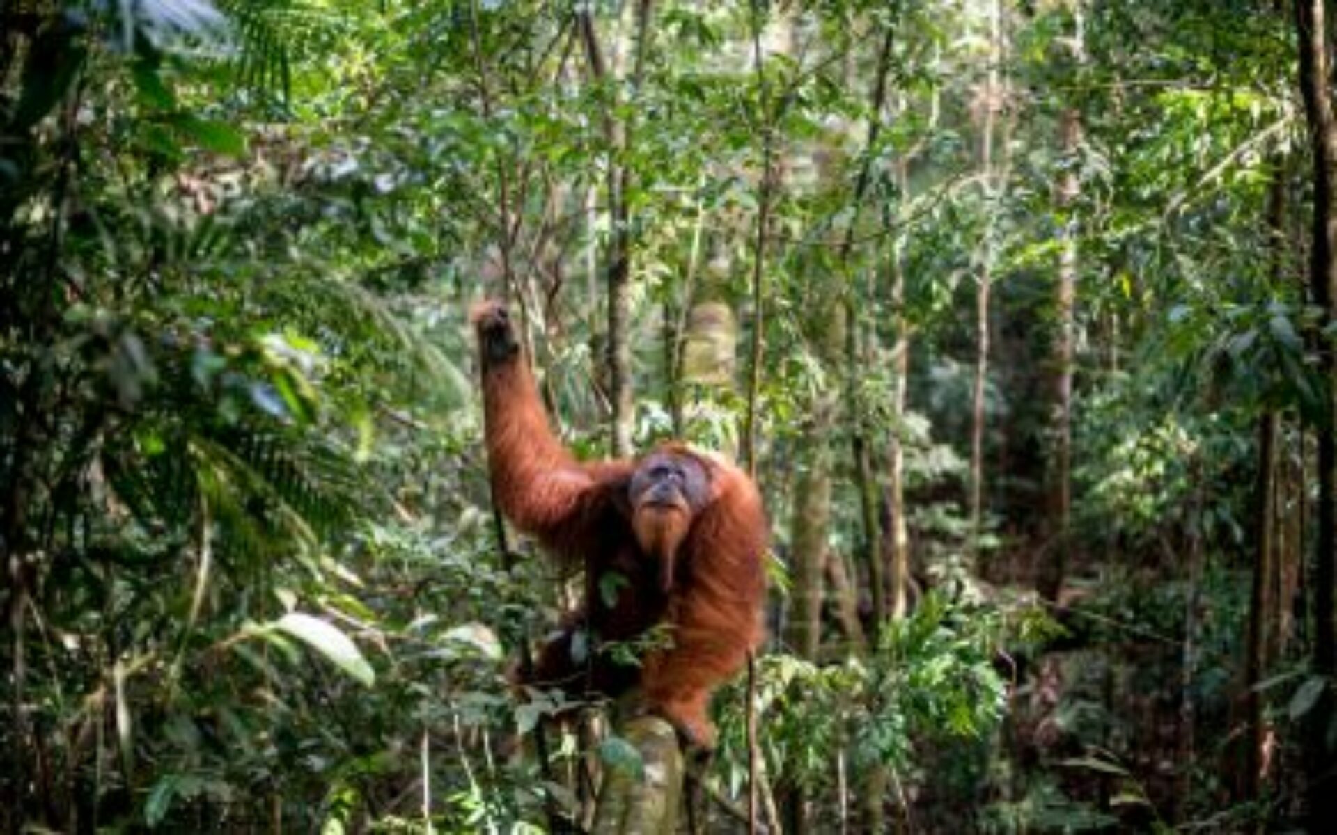 Ecolodge Bukit Lawang Cottages Sumatra Rondreis Indonesia Vakantie Original Asia