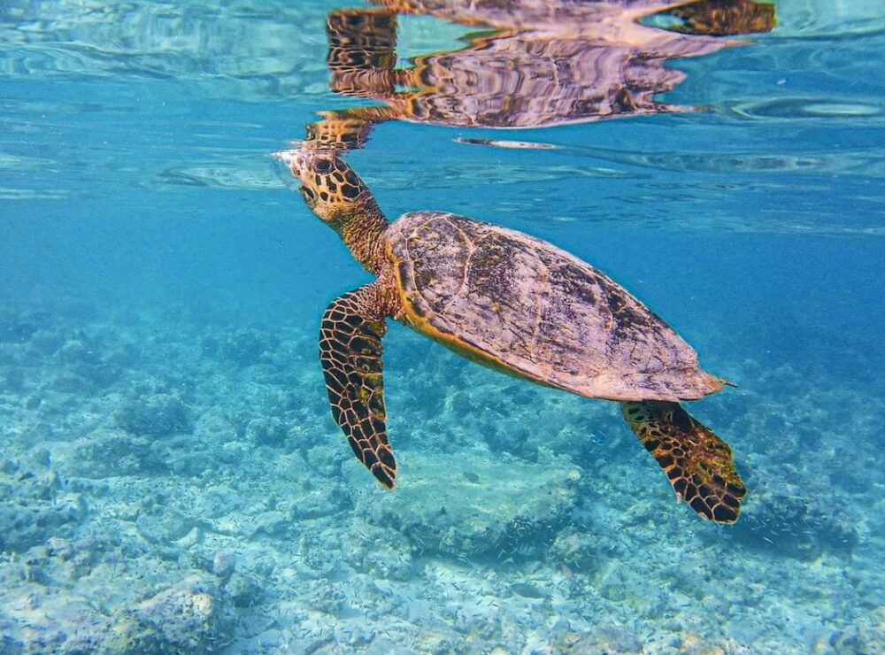 Embudu village malediven original asia rondreis sri lanka malediven vakantie schildpad