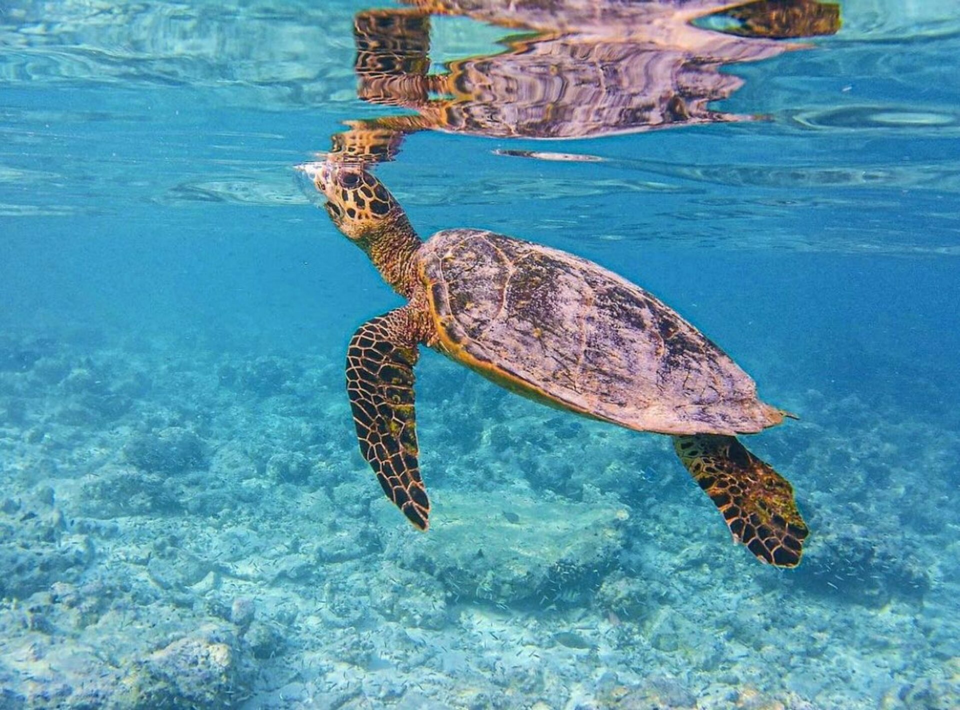 Embudu village malediven original asia rondreis sri lanka malediven vakantie schildpad