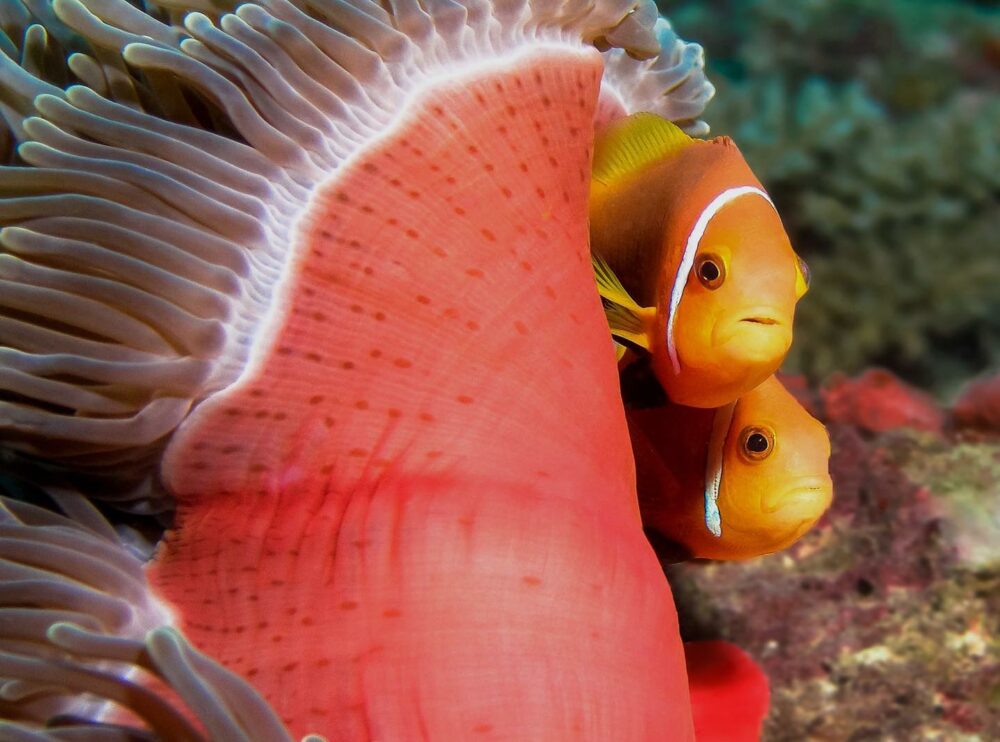 Embudu village malediven original asia rondreis sri lanka malediven vakantie vis