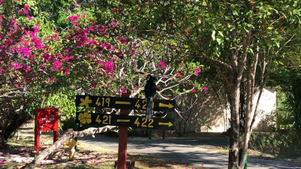 Frangipani Langkawi Resort Langkawi Rondreis Malaysia Vakantie Original Asia