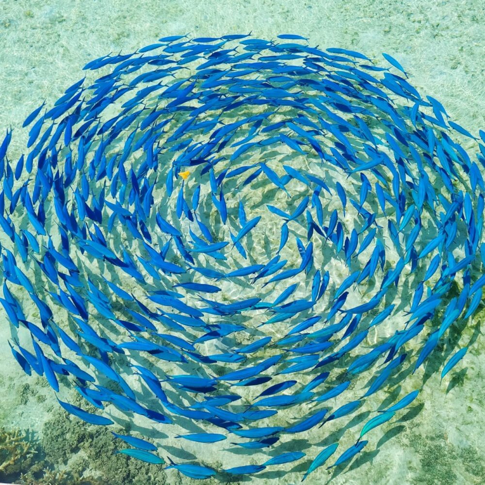 Kurumba Resort Malediven original asia rondreis sri lanka malediven vakantie vis