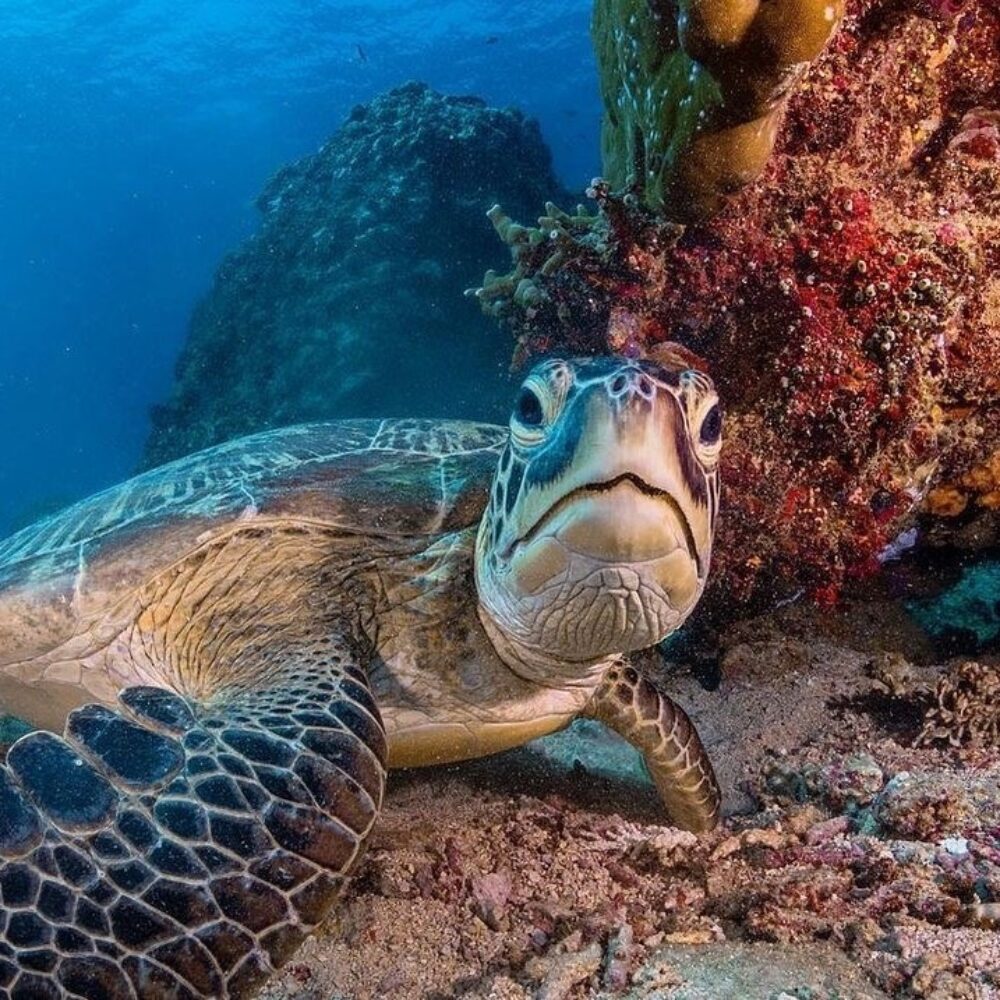Manta Dive Gili Air Resort Hotel Original Asia Rondreis Bali Lombok Gili Eilanden Vakantie Indonesie