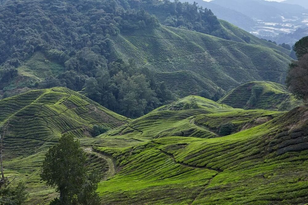 Strawberry Park Resort Perak Rondreis Malaysia Vakantie Original Asia