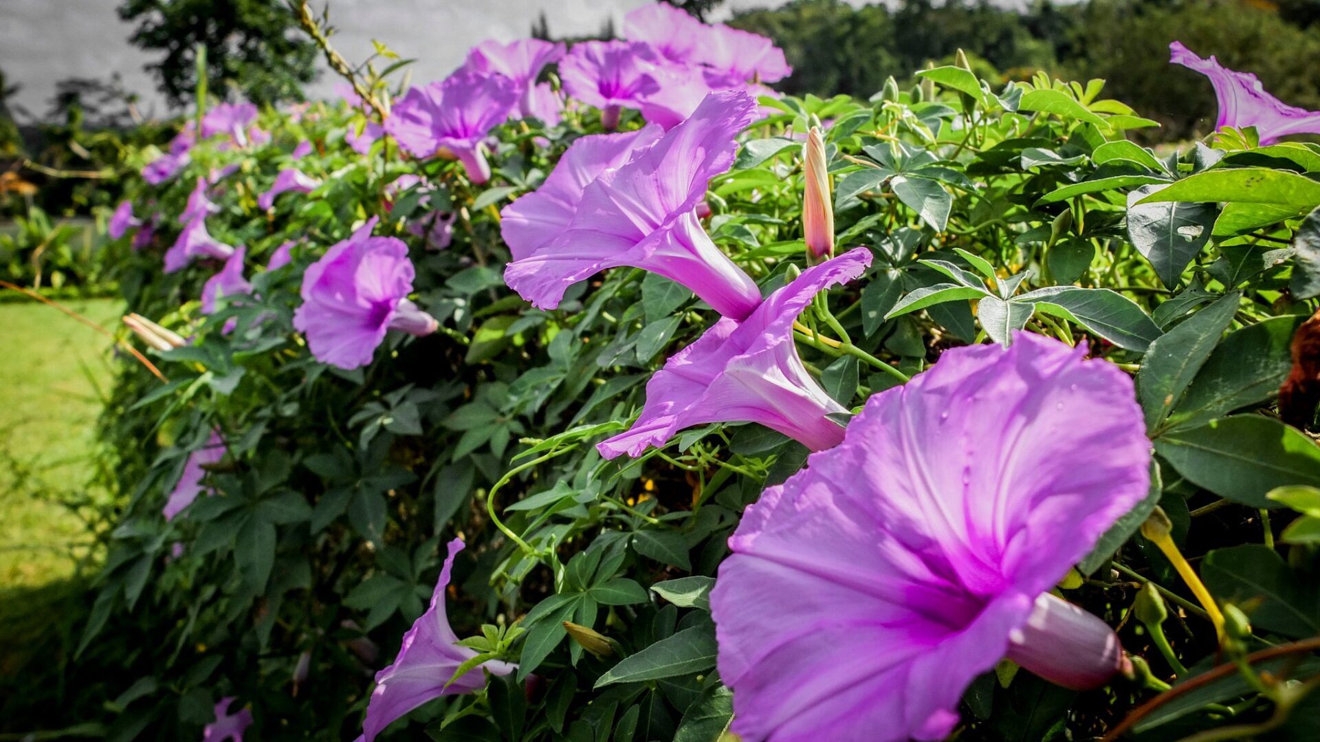 Ubud Wana Resort Hotel Ubud Original Asia Rondreis Bali Vakantie Indonesie