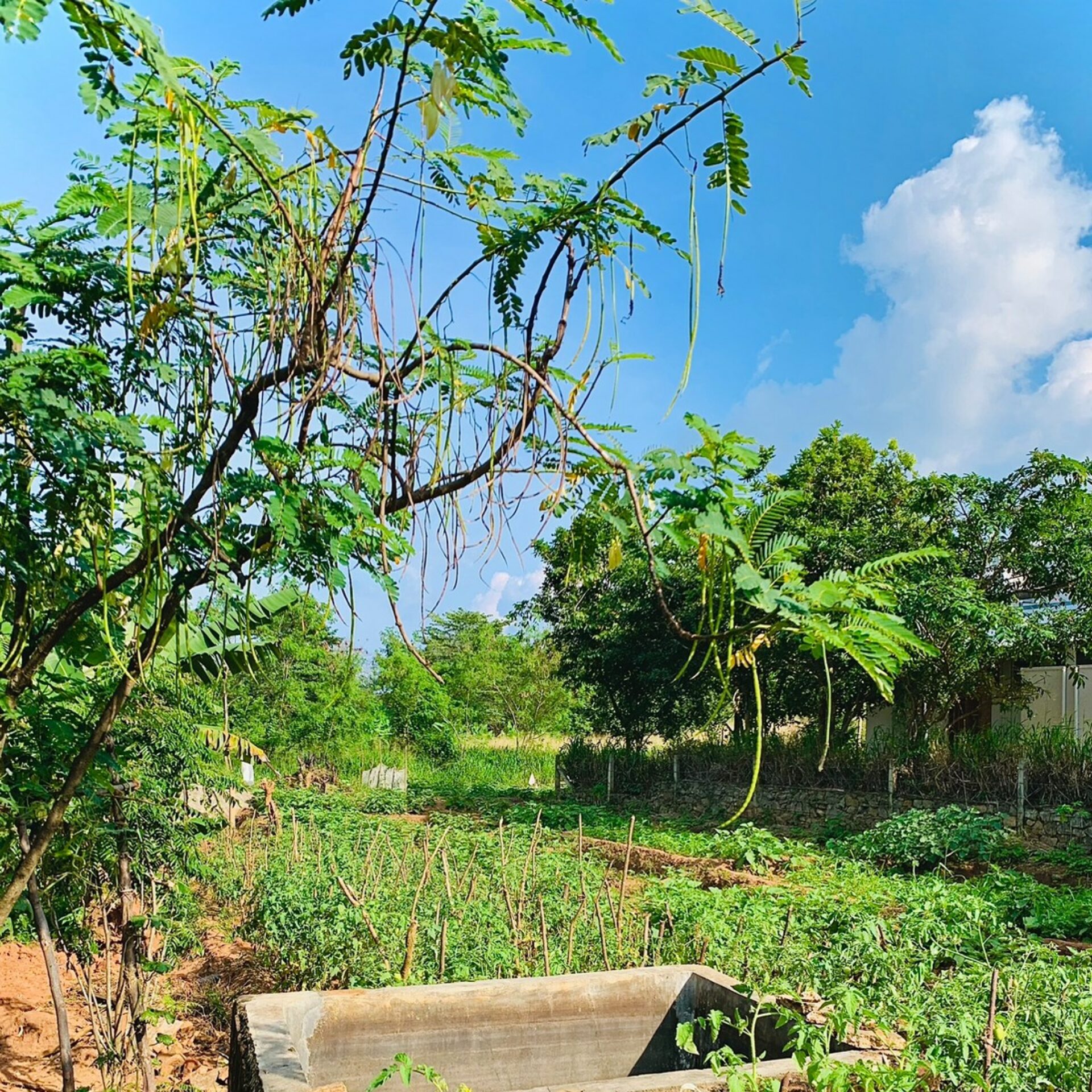 Elephas SigiriyaSri Lanka original asia rondreis sri lanka malediven tuin
