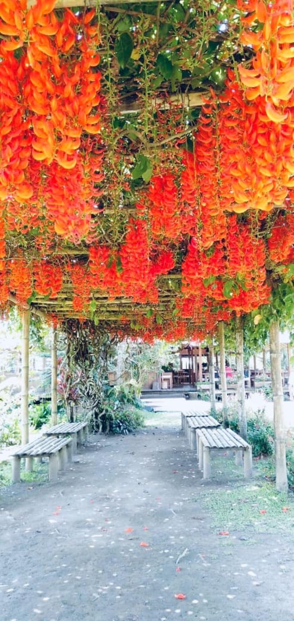 Gardenia Country Inn Tomohon sulawesi original asia rondreis indonesie sulawesi vakantie bloem