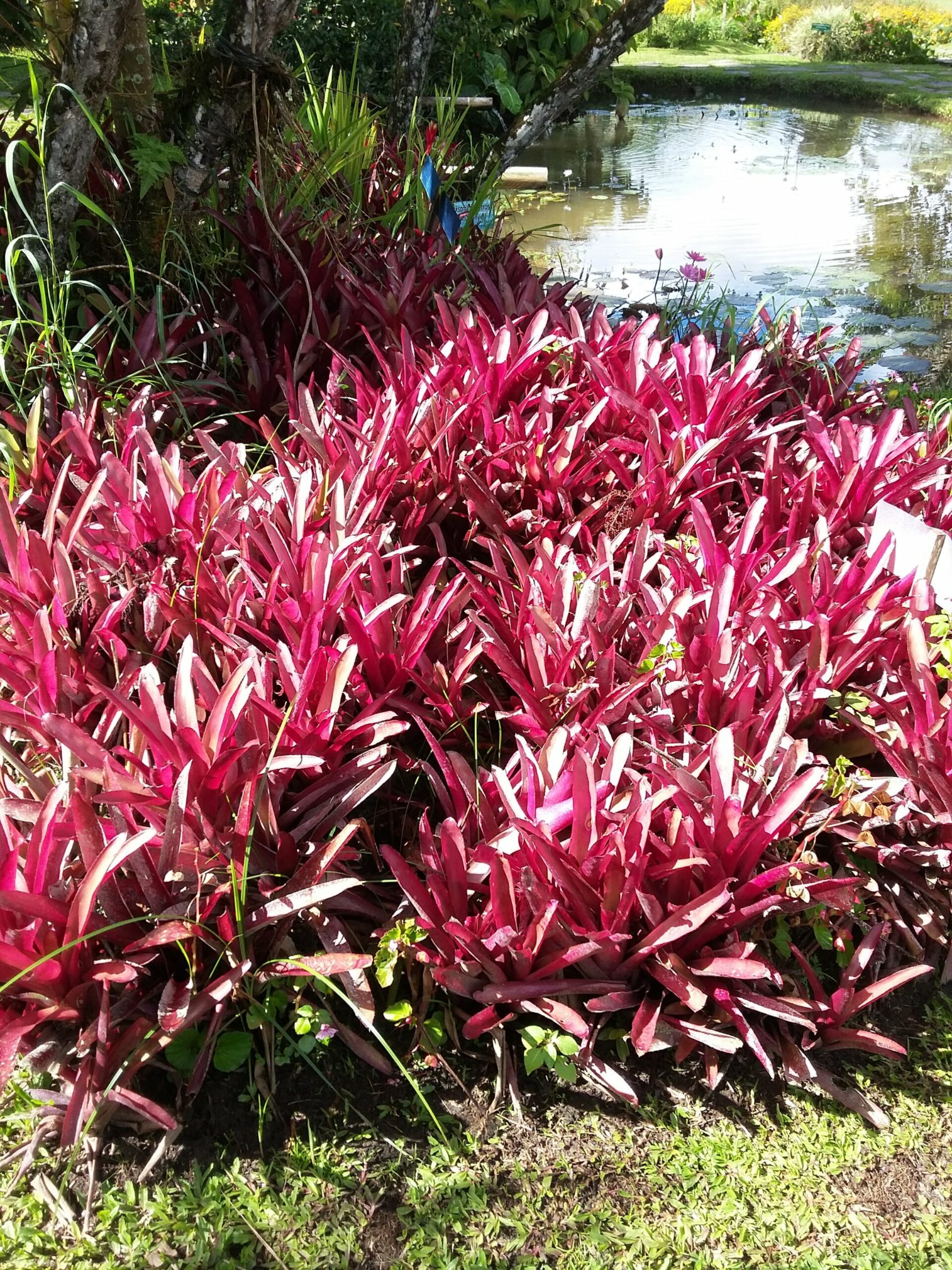 Gardenia Country Inn Tomohon sulawesi original asia rondreis indonesie sulawesi vakantie garden