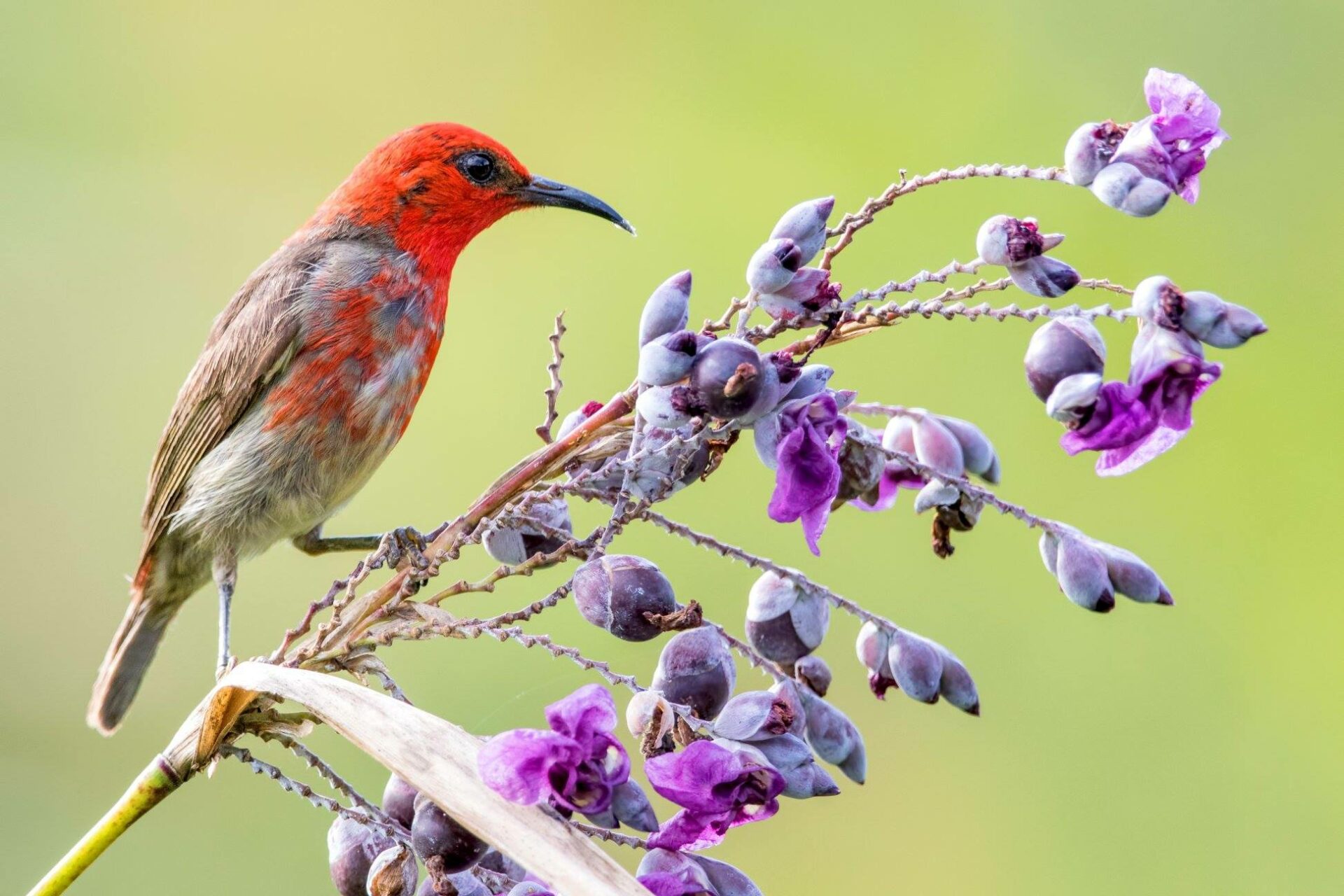 Gardenia Country Inn Tomohon sulawesi original asia rondreis indonesie sulawesi vakantie vogel