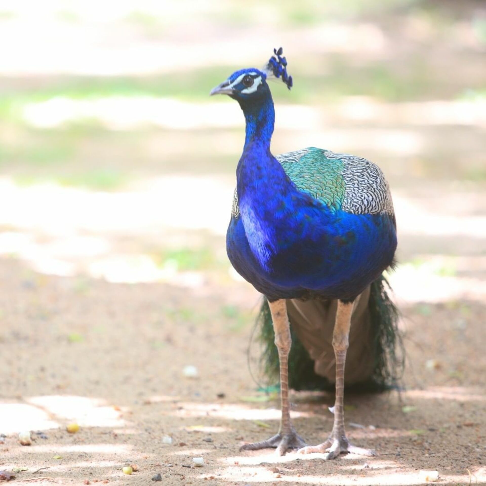 Hotel Kassapa Lions Rock Sri Lanka original asia rondreis sri lanka malediven pauw