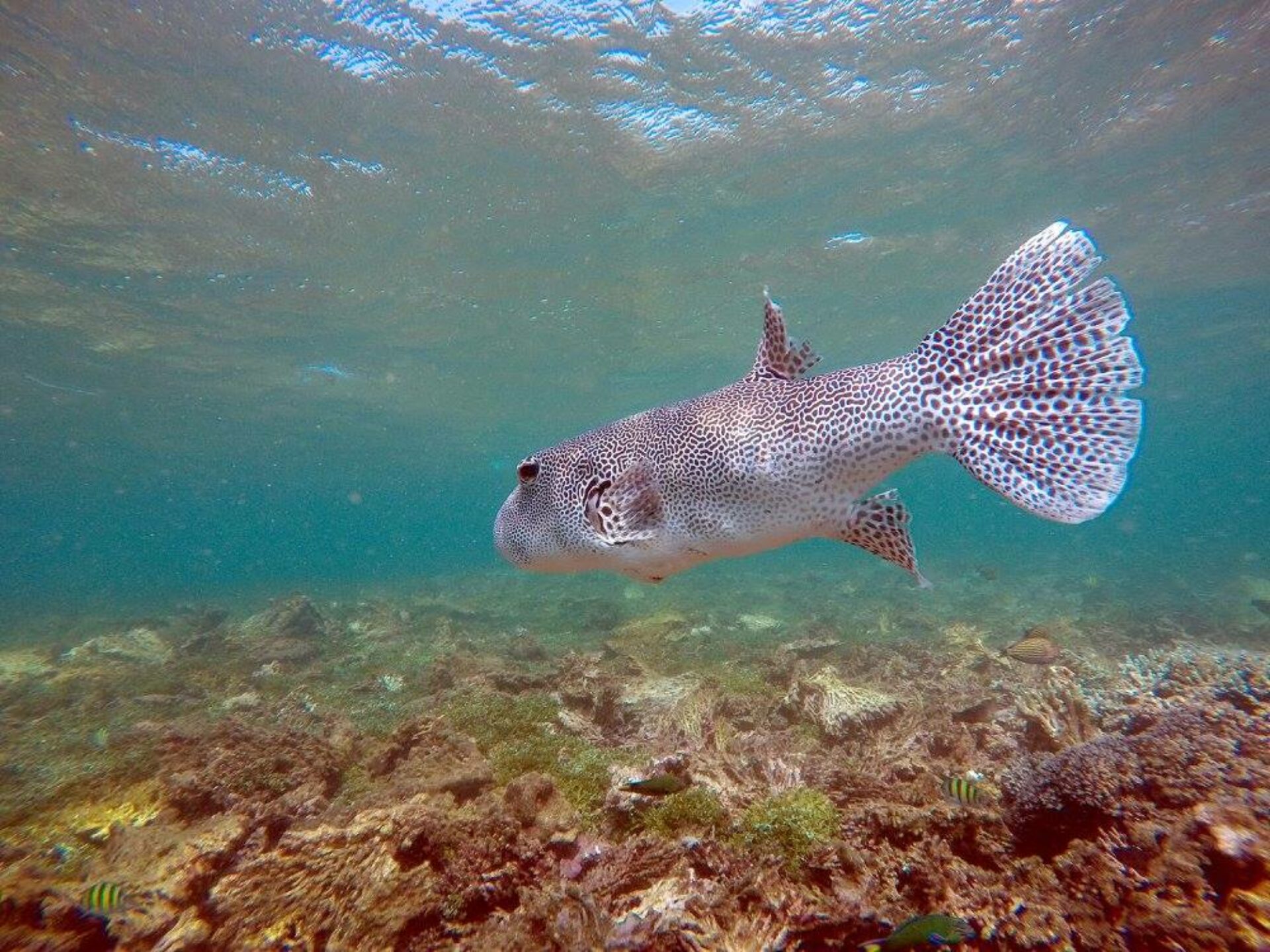 Palagama Beach Hotel Sri Lanka original asia rondreis sri lanka malediven vakantie vis