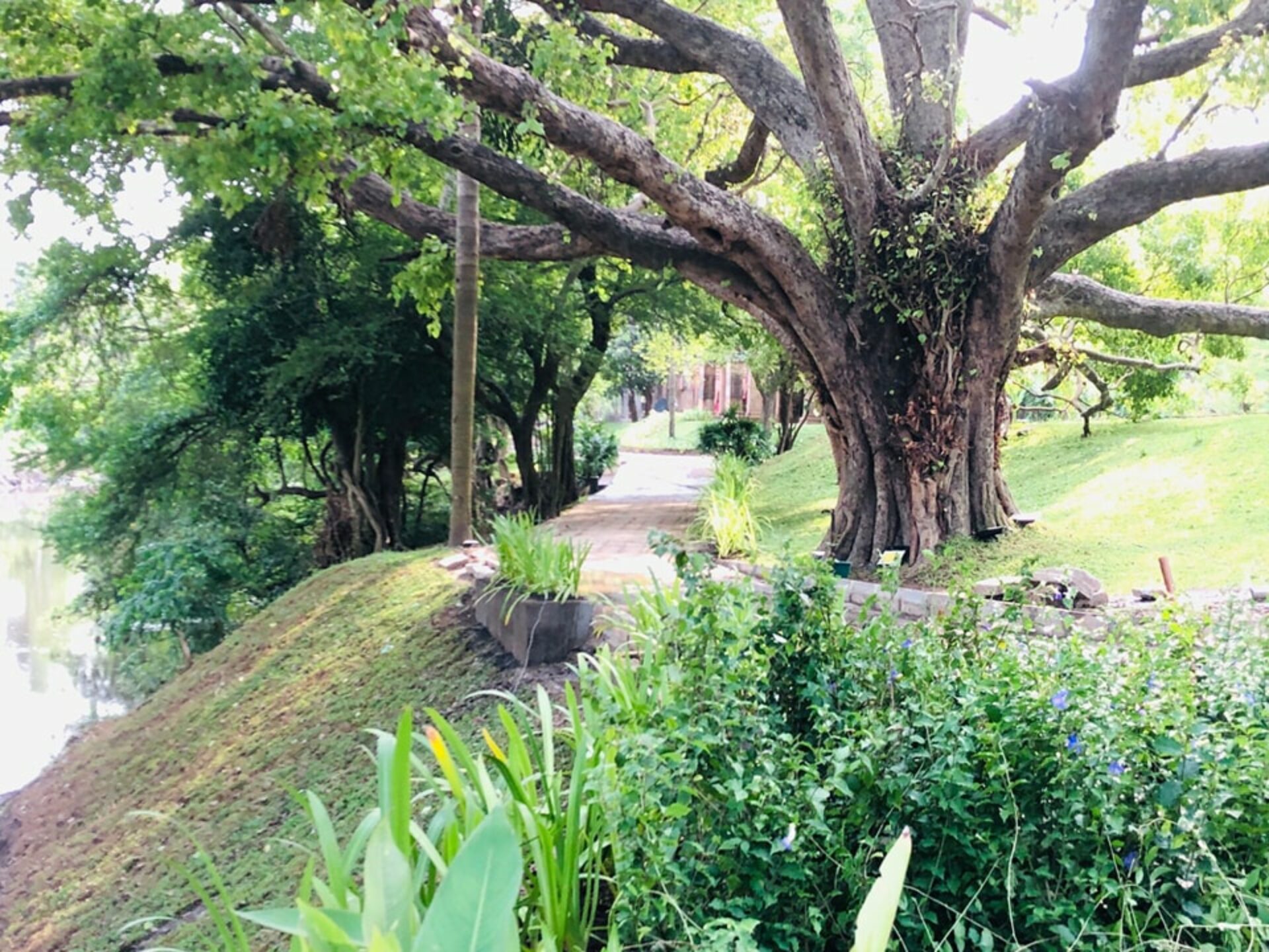 Palm Garden Village Sri Lanka original asia rondreis sri lanka malediven vakantie boom