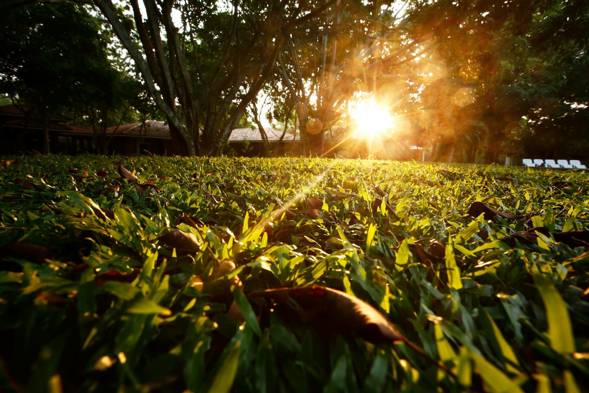 Palm Garden Village Sri Lanka original asia rondreis sri lanka malediven vakantie tuin