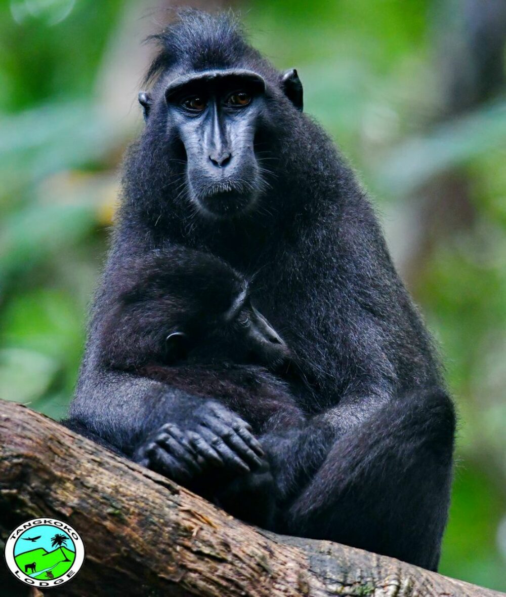 Tangkoko Lodge indonesie sulawesi original asia rondreis indonesie vakantie aapiesw