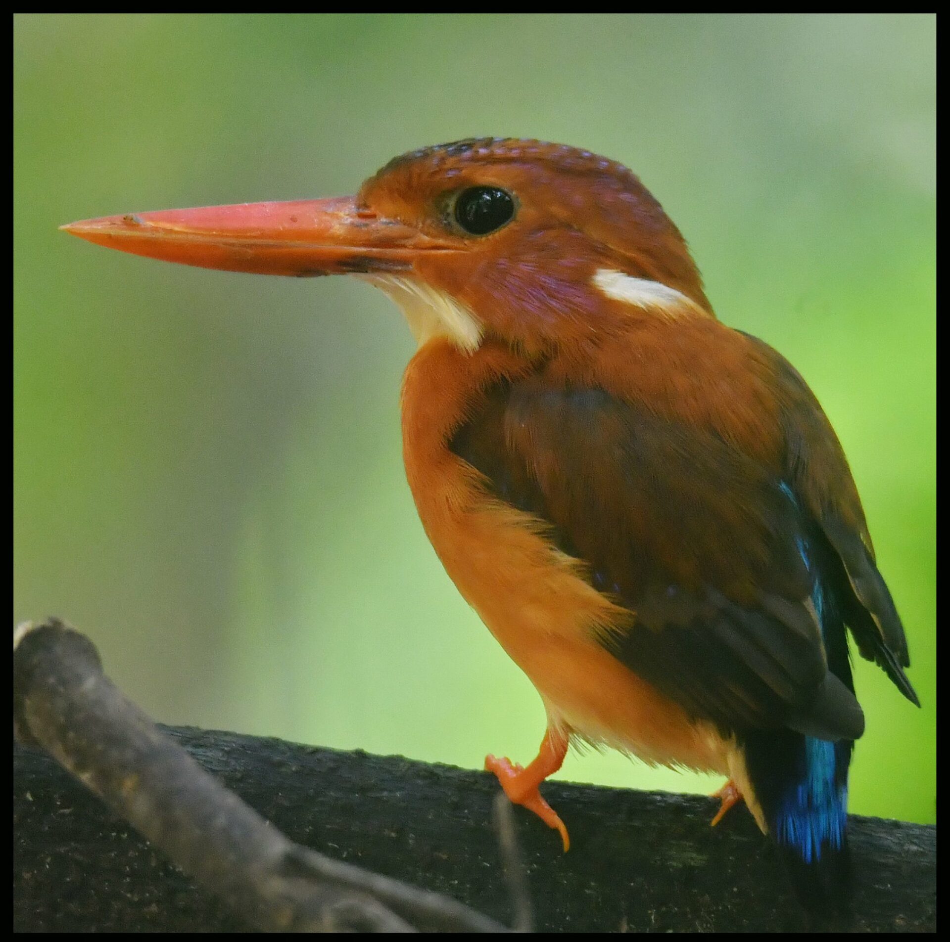 Tangkoko Lodge indonesie sulawesi original asia rondreis indonesie vakantie vogel