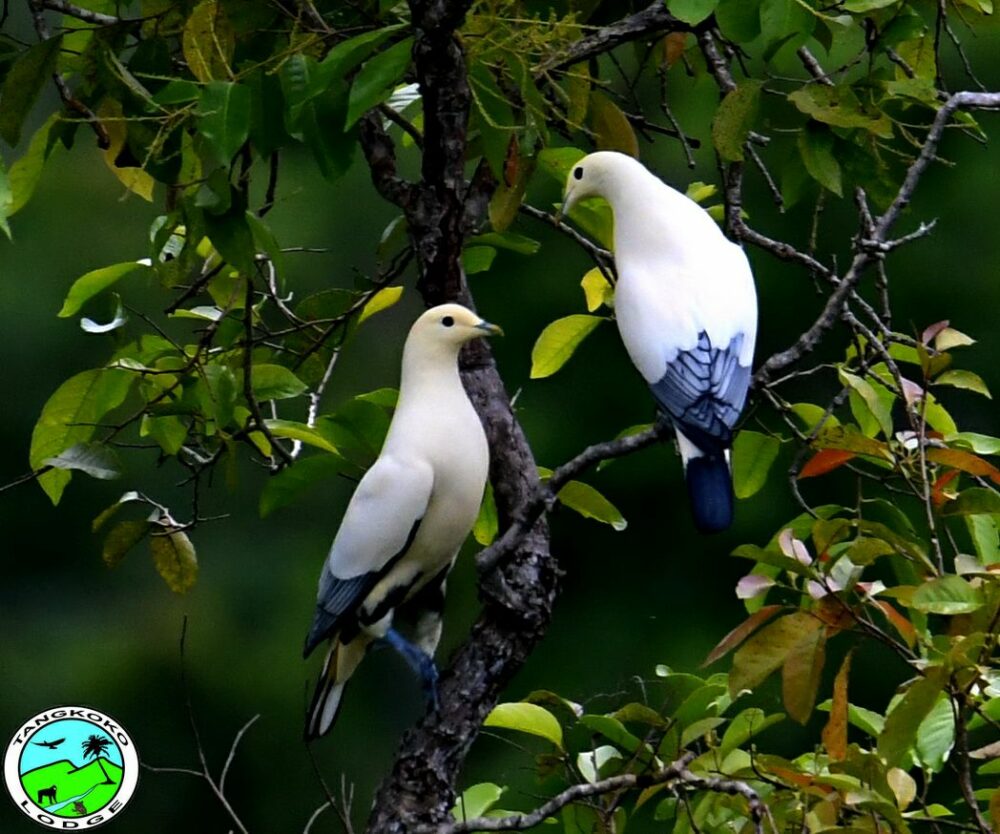 Tangkoko Lodge indonesie sulawesi original asia rondreis indonesie vakantie vogels