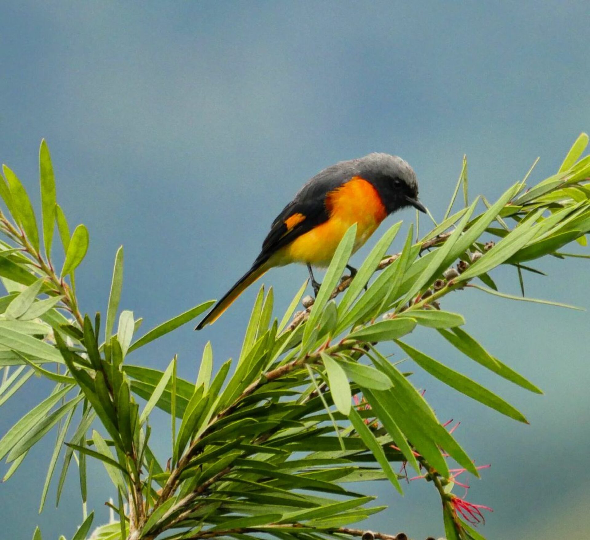 98 Acres Resort Sri Lanka Ella original asia rondreis sri lanka malediven vogel