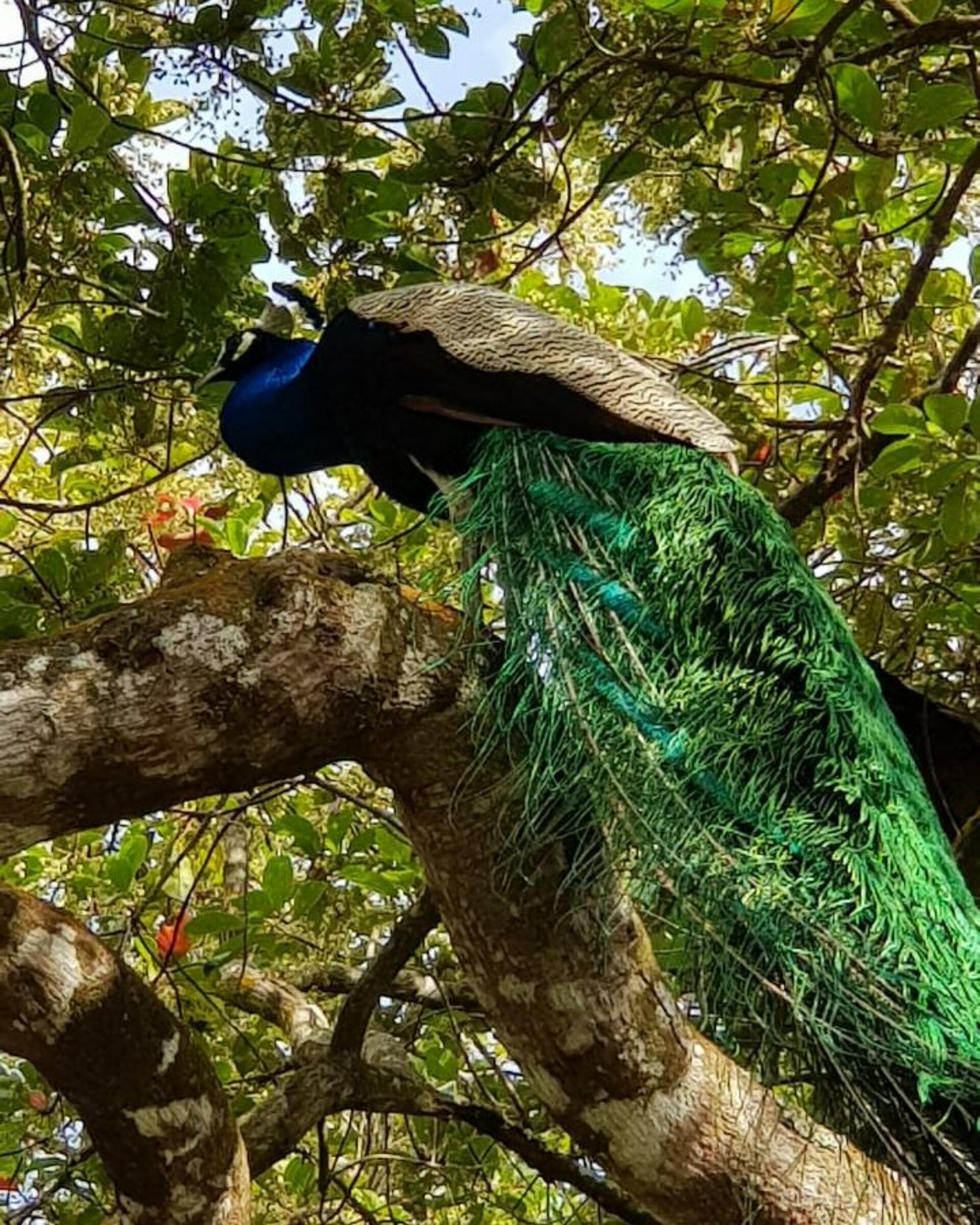 Cinnamon Citadel Sri Lanka trincomalee original asia rondreis sri lanka malediven pauw