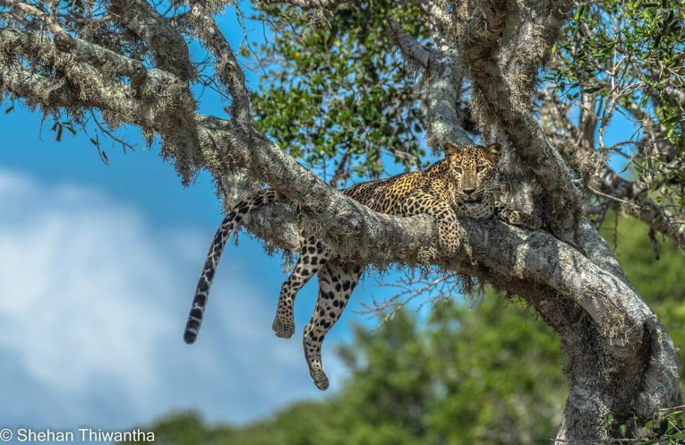 Cinnamon Wild Resort Sri Lanka Tissamaharama original asia rondreis sri lanka malediven jaguar in boom