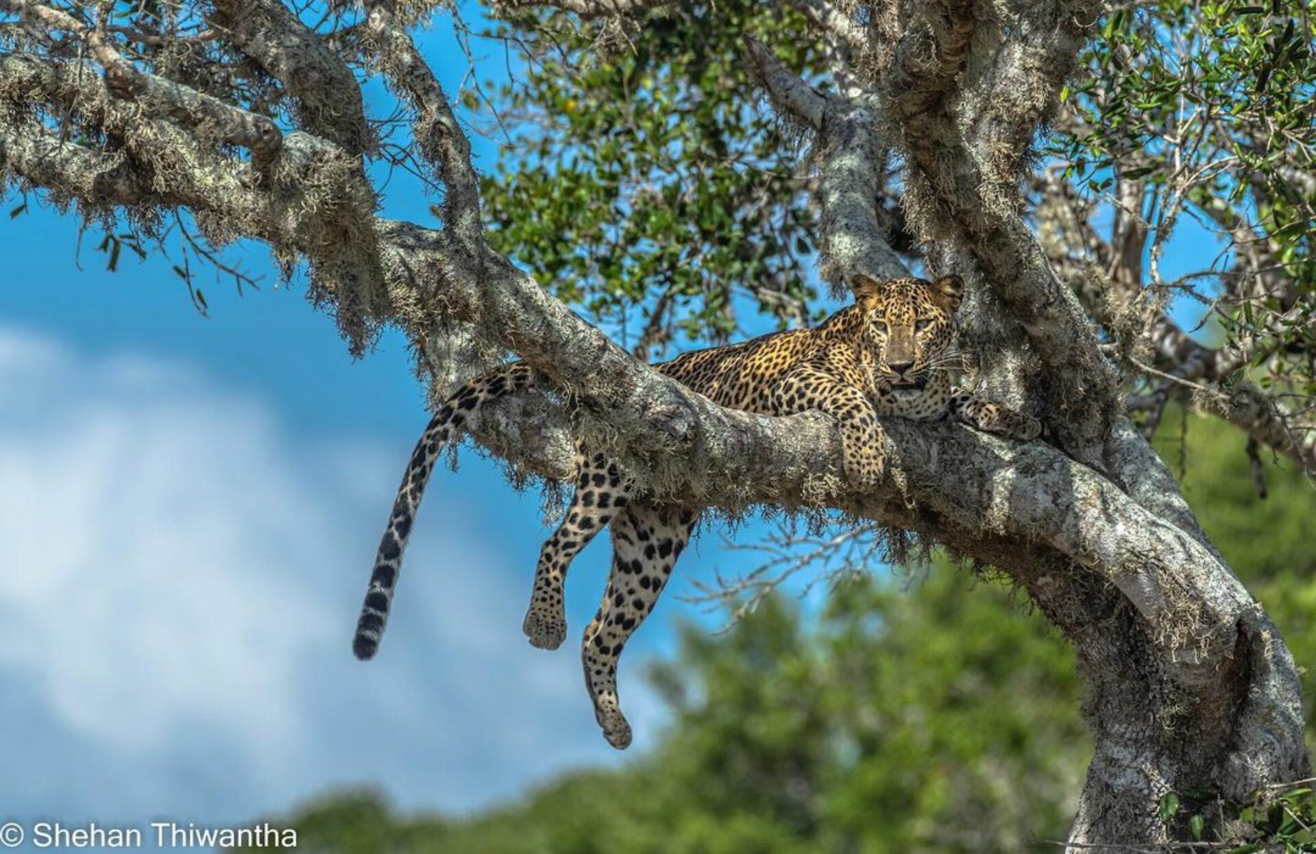 Cinnamon Wild Resort Sri Lanka Tissamaharama original asia rondreis sri lanka malediven jaguar in boom