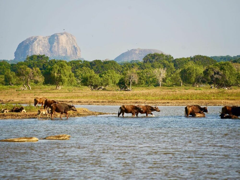 Cinnamon Wild Resort Sri Lanka Tissamaharama original asia rondreis sri lanka malediven wildlife