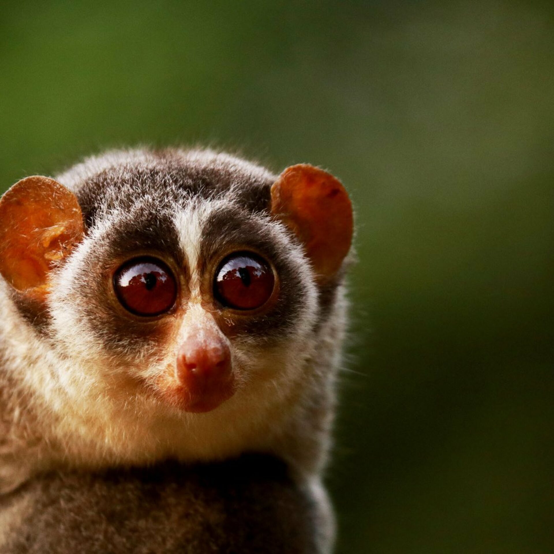 Jetwing Vil Uyana Resort Sri Lanka original asia rondreis sri lanka malediven beestje