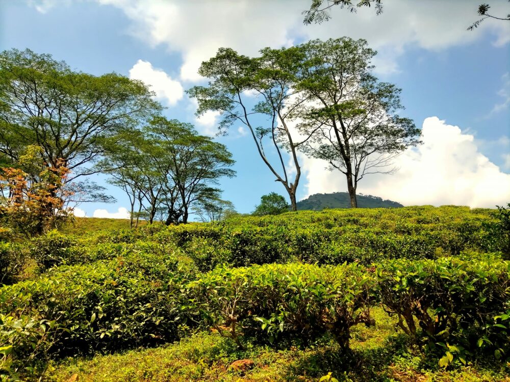 Jetwing Vil Uyana Resort Sri Lanka original asia rondreis sri lanka malediven veld