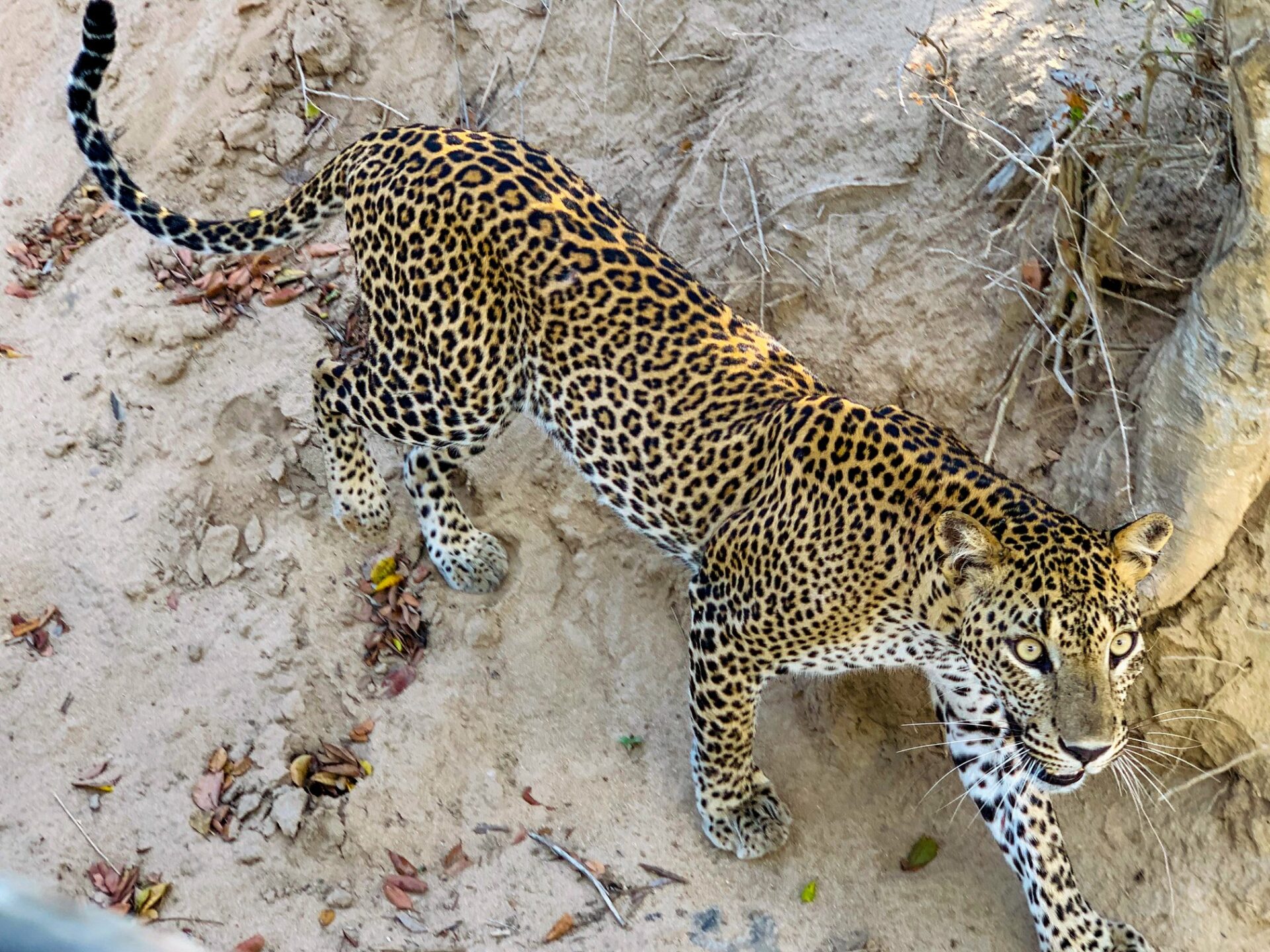 Jetwing Yala Resort Sri Lanka Tissamaharama original asia rondreis sri lanka malediven panter