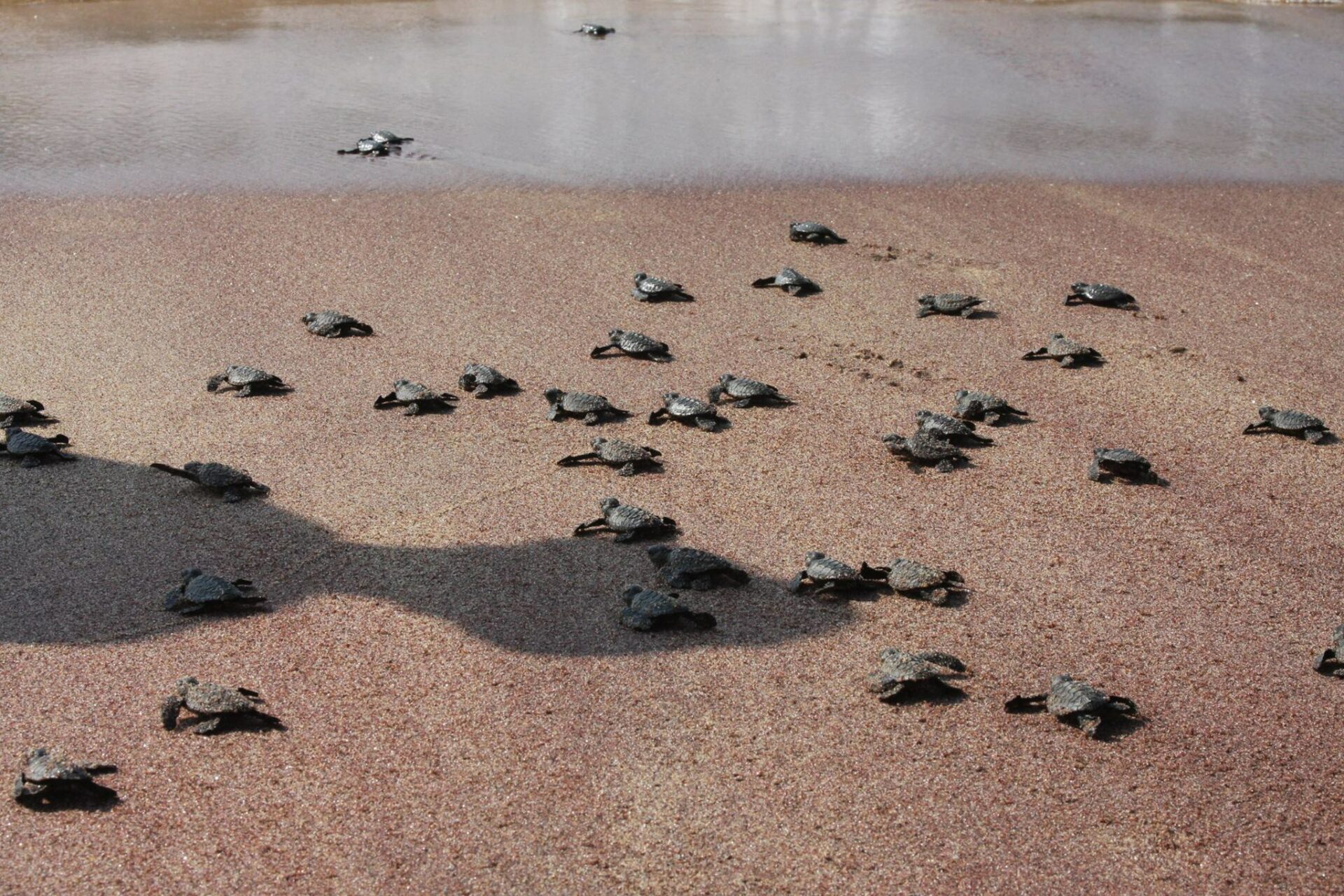 Jetwing Yala Resort Sri Lanka Tissamaharama original asia rondreis sri lanka malediven schildpadjes