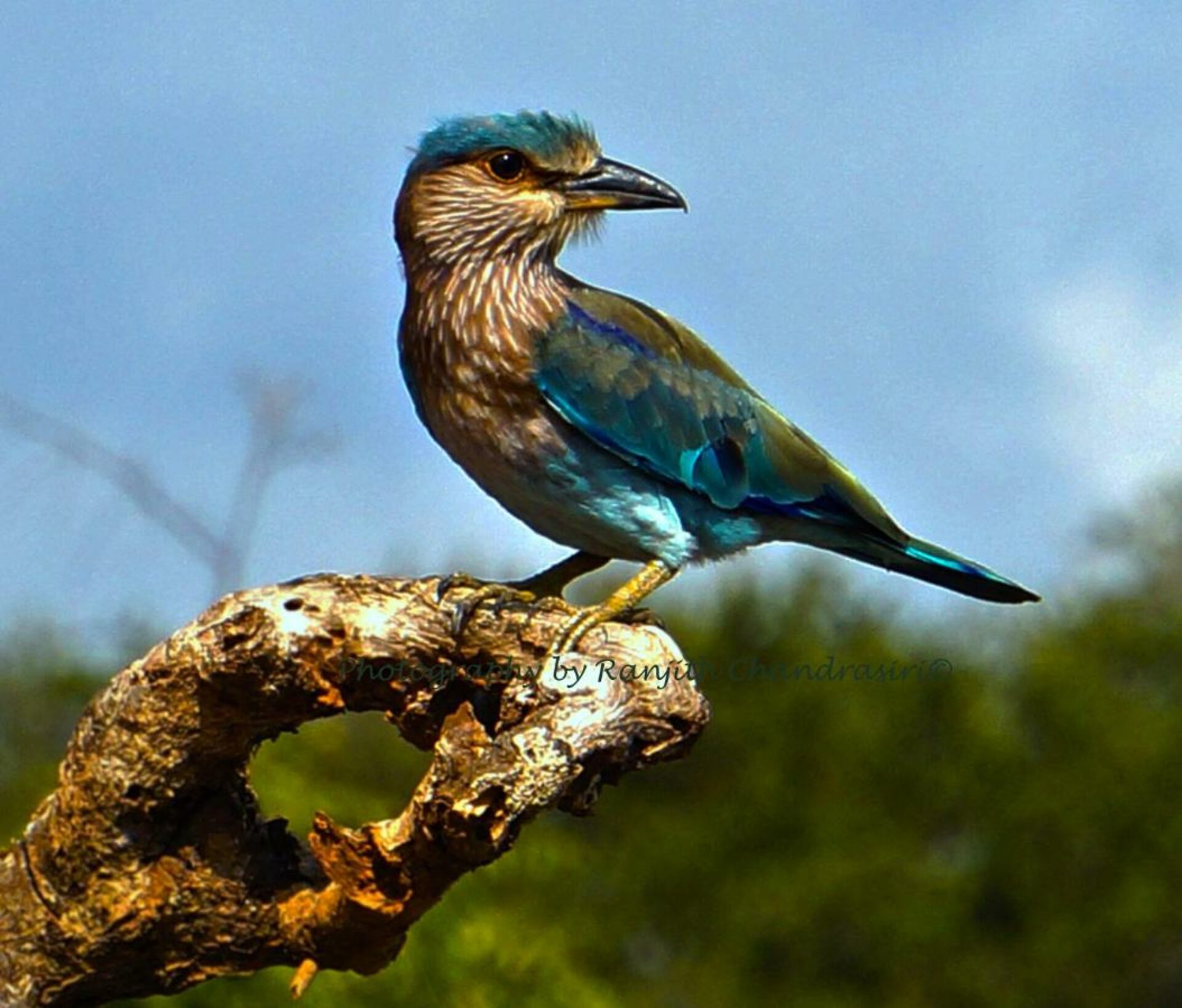 Jetwing Yala Resort Yala Rondreis Sri Lanka Vakantie Original Asia