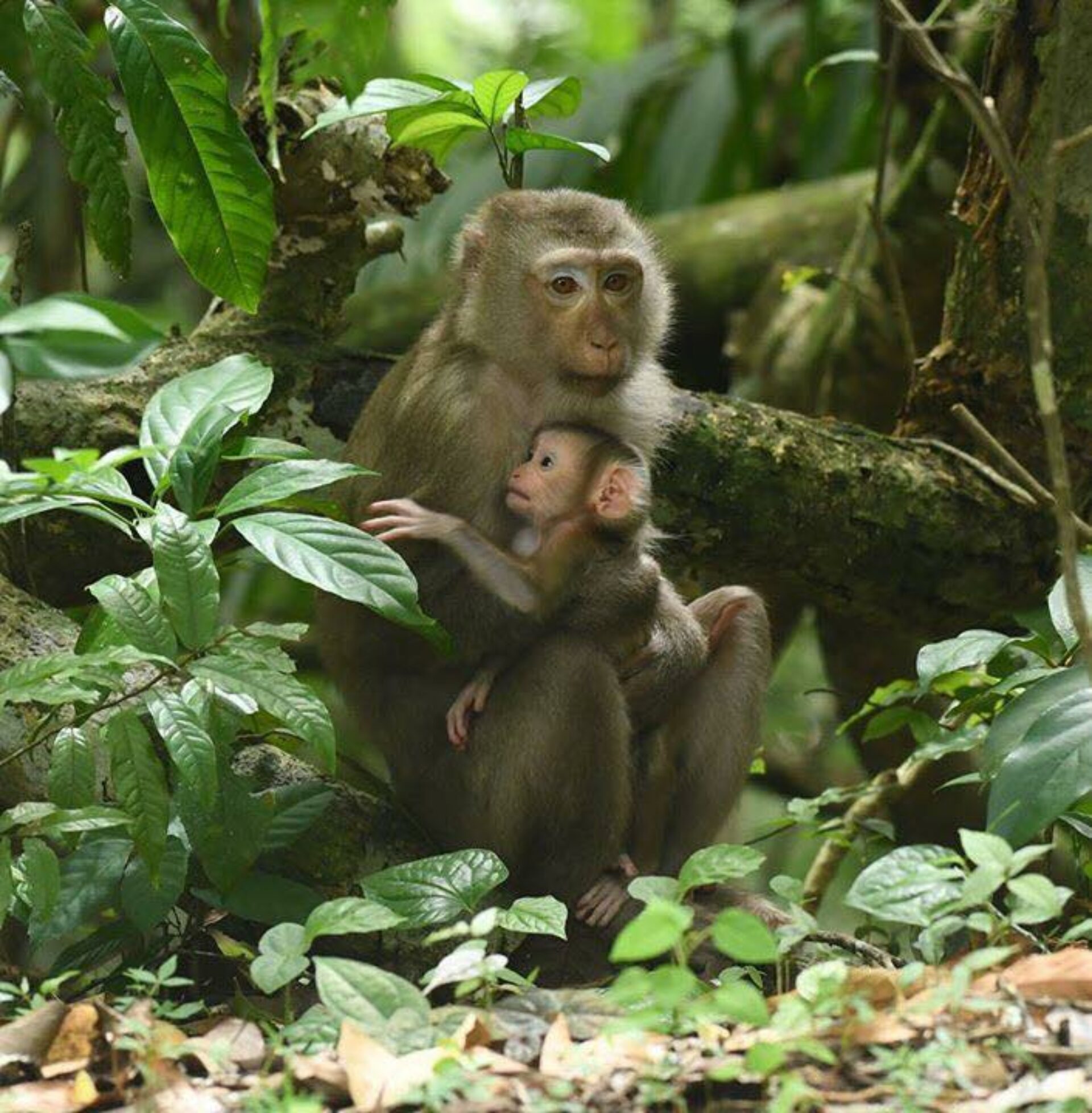 Khao Yai Nature Life Resort Hotel Khao Yai National Park Rondreis Thailand Vakantie Original Asia