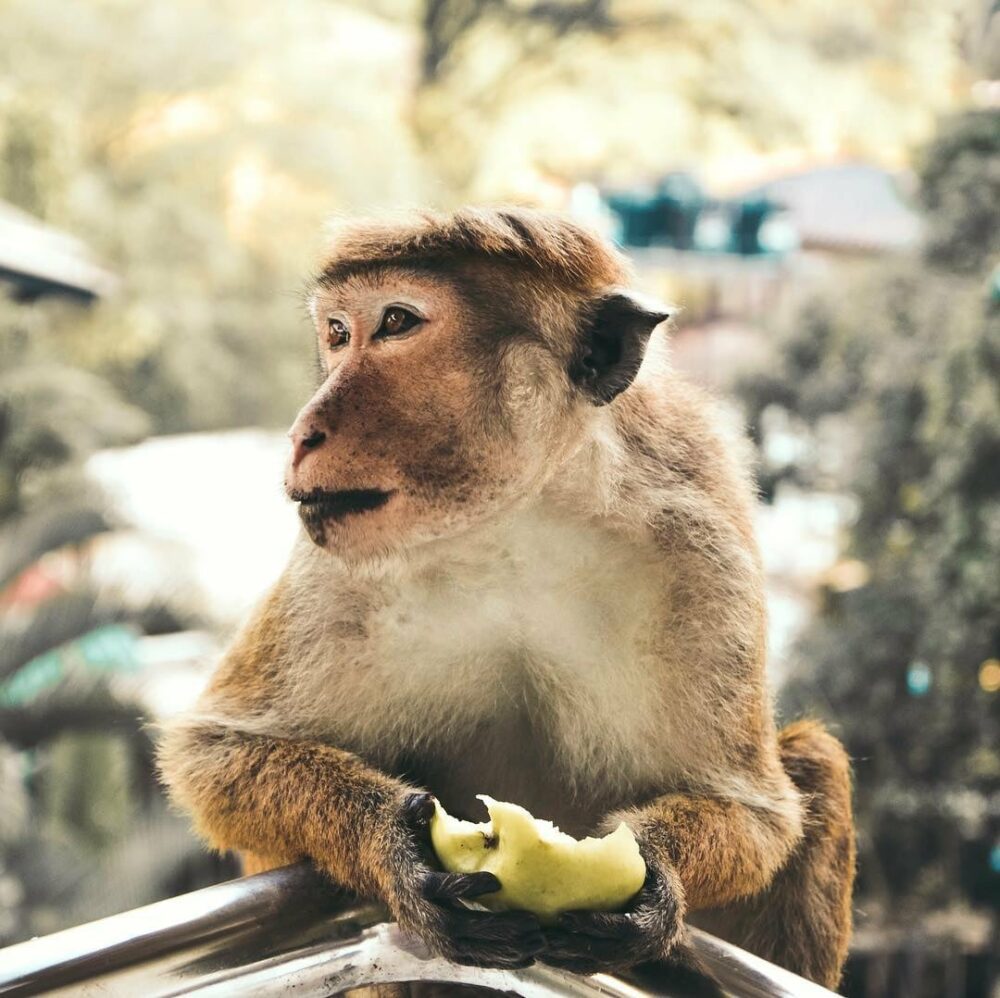 Oak Ray Serene Garden Sri Lanka trincomalee original asia rondreis sri lanka malediven aap