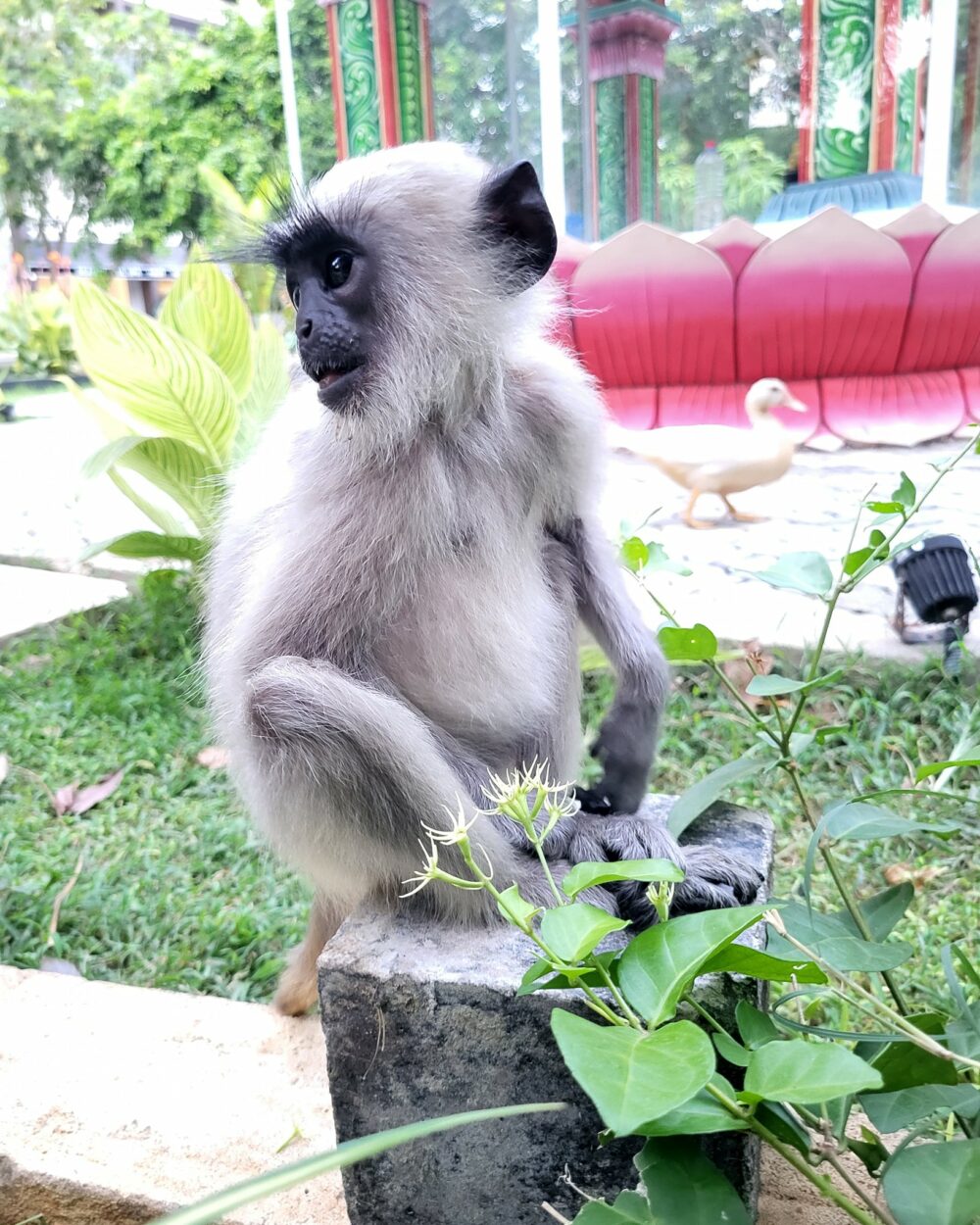 Skandig Beach Resort Sri Lanka trincomalee original asia rondreis sri lanka malediven aapje