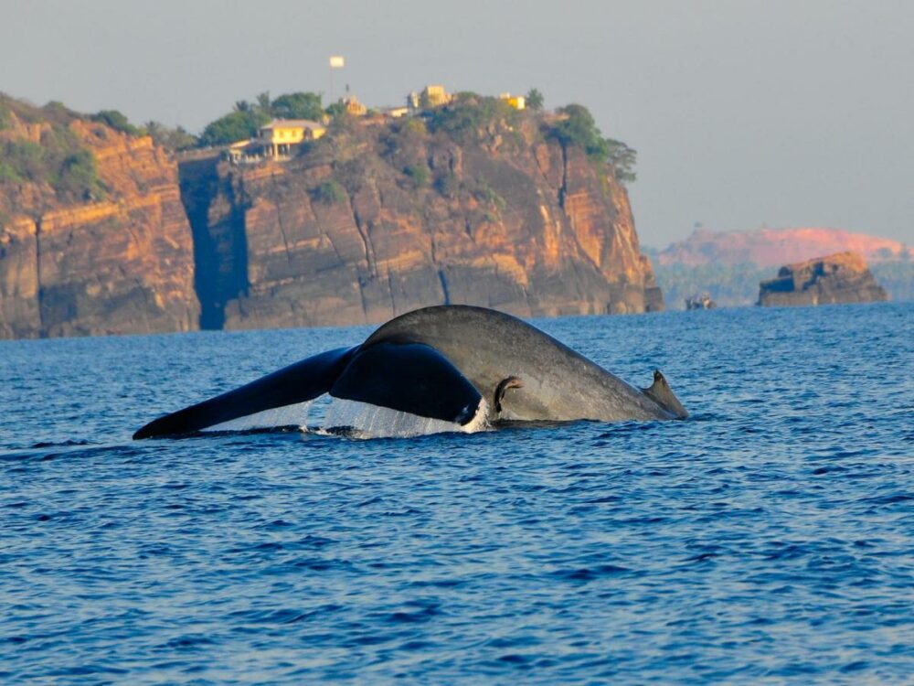 Trinco Blu Resort Trincomalee Rondreis Sri Lanka Vakantie Original Asia