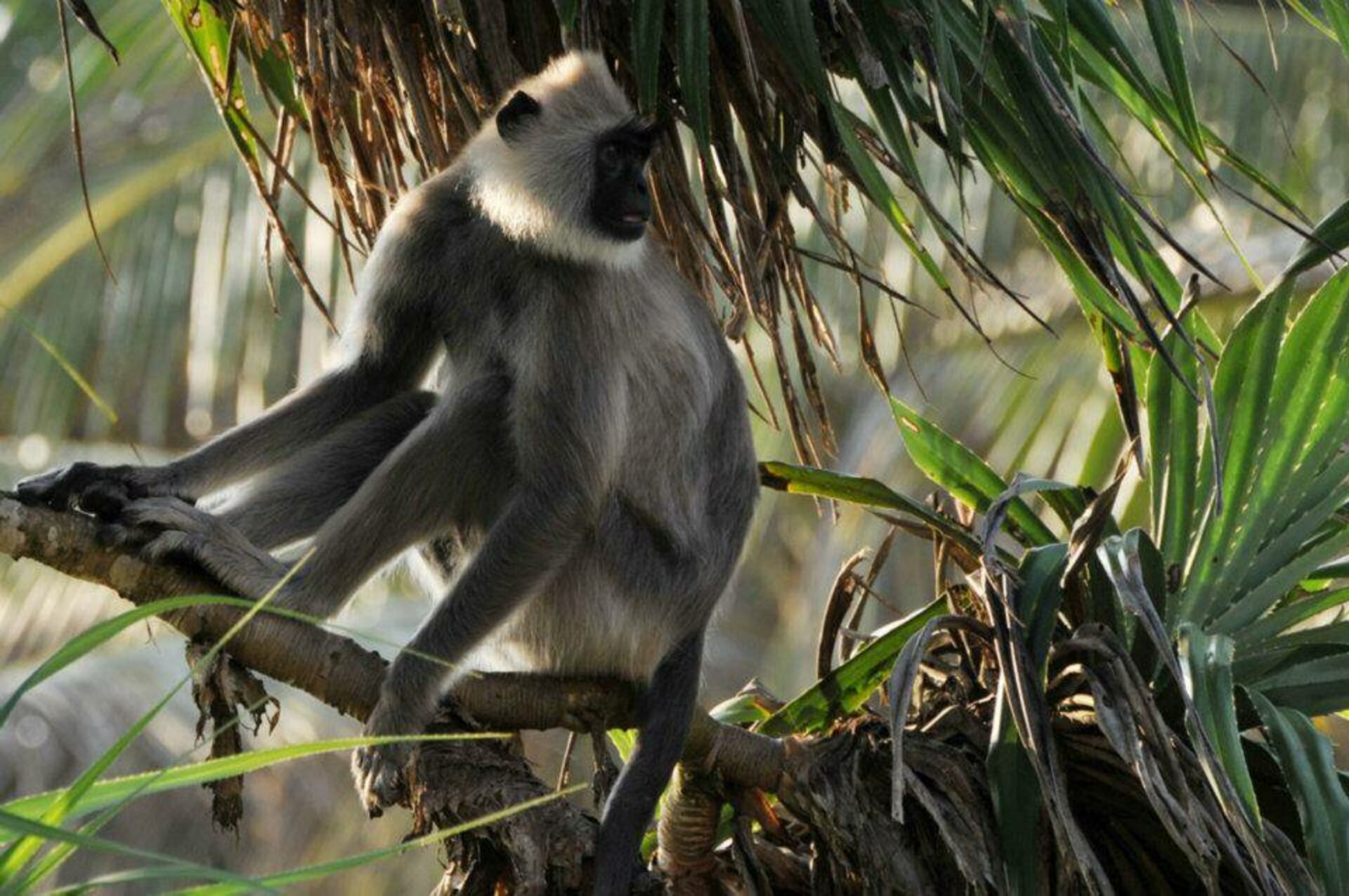 Turtle Bay Hotel Tangalle Sri Lanka original asia rondreis sri lanka malediven aap