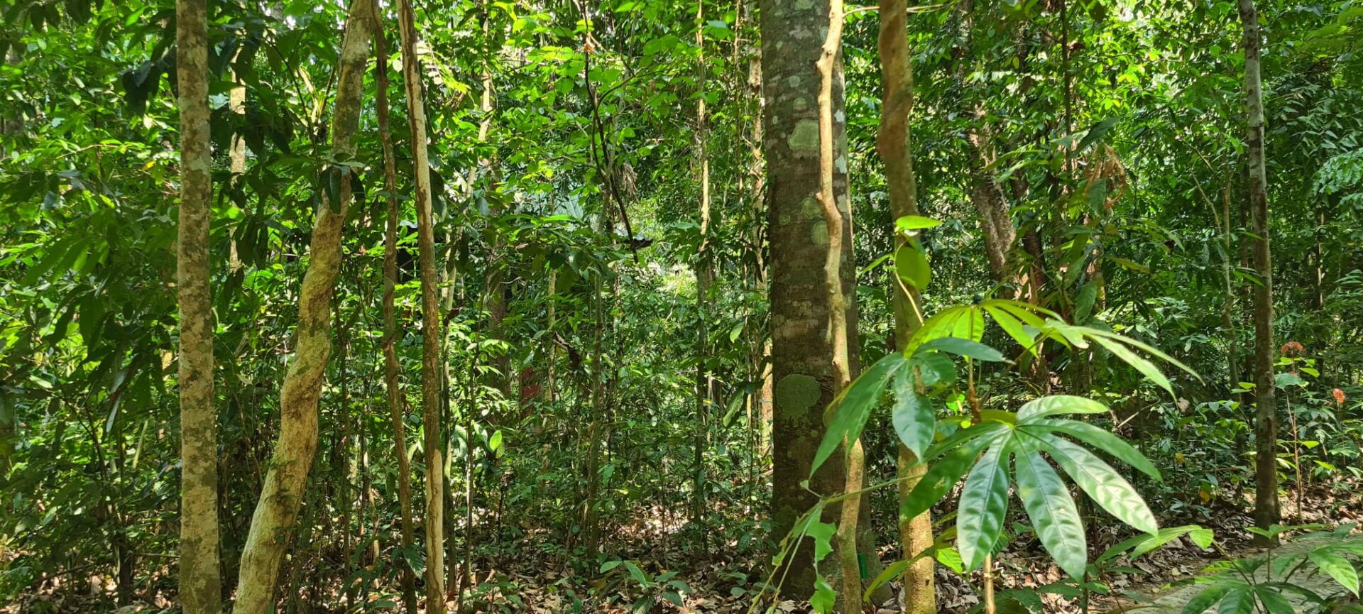 Our Jungle House Khao Sok Hotel Rondreis Thailand Vakantie Original Asia